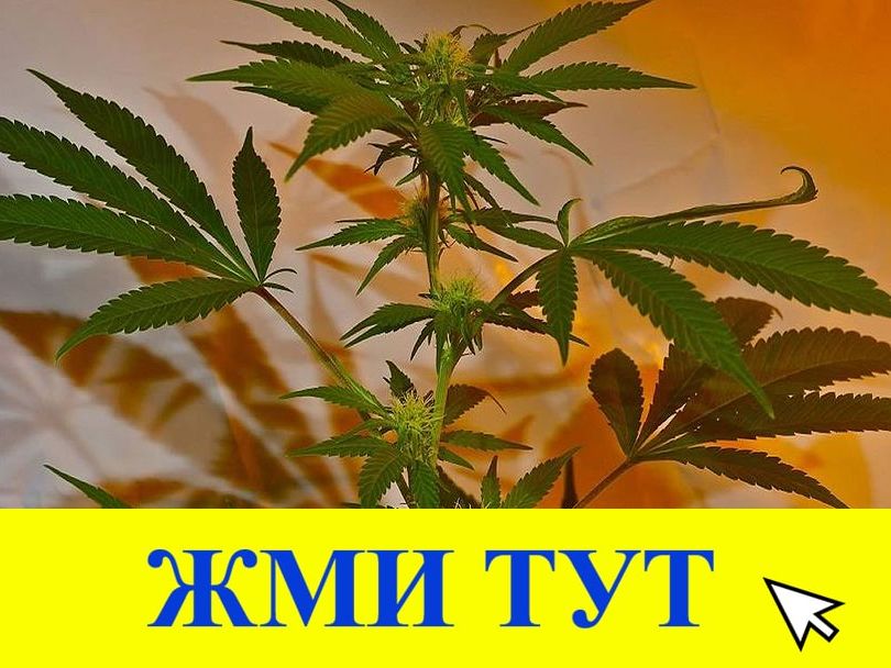 Купить наркотики в Талице